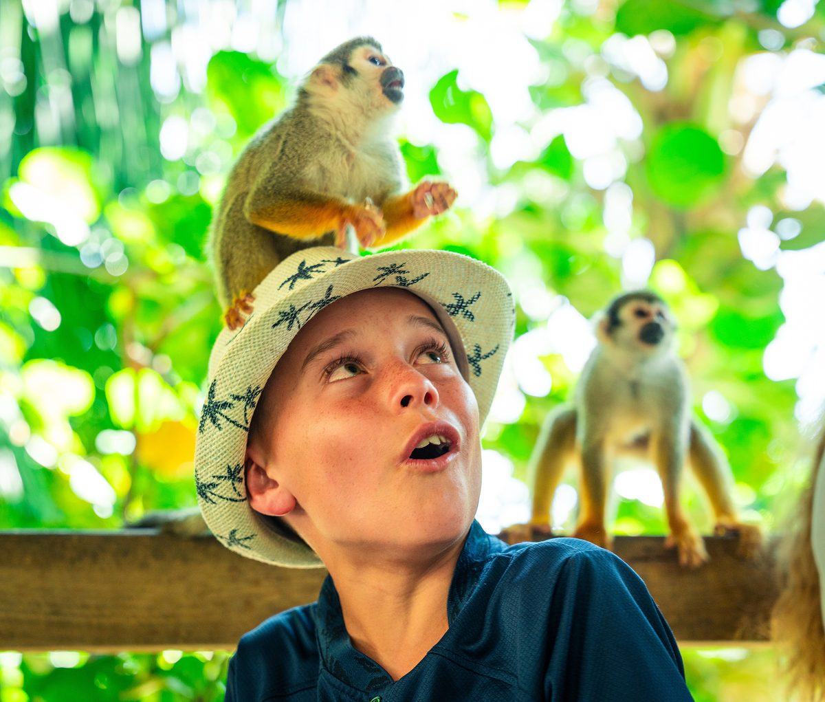 Monkeyland